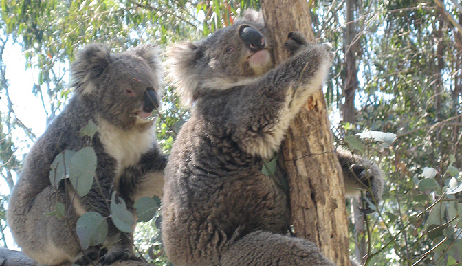 Koala