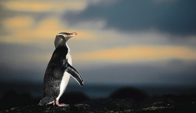 Pinguin - Otago Peninsula
