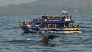 Walbeobachtung bei Kaikoura