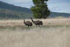 Emus in Australien