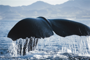 Walbeobachtung bei Kaikoura