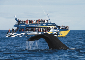 Walbeobachtung bei Kaikoura