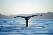 Walbeobachtung bei Kaikoura