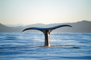 Walbeobachtung bei Kaikoura