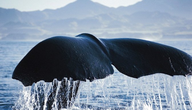 Walbeobachtung in Neuseeland